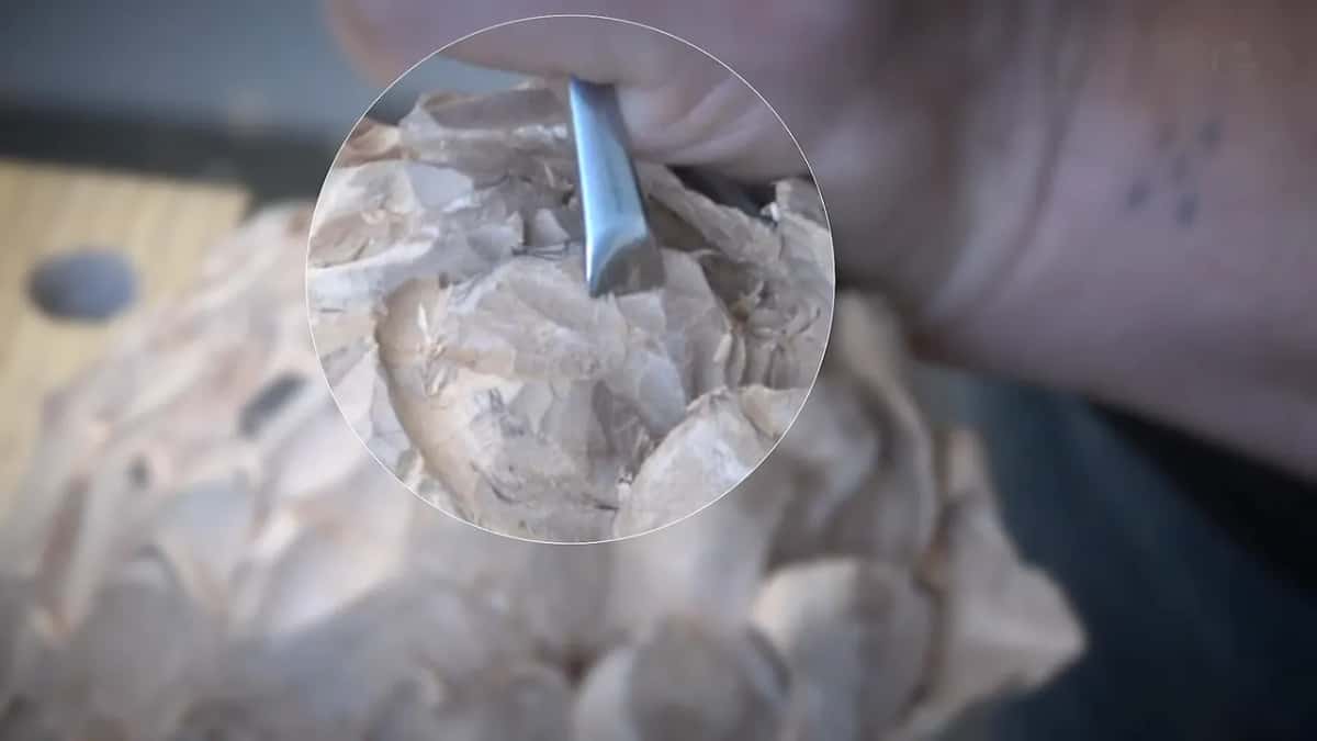 A zoom circle in the video enlarges a small gouge between the rough petals.