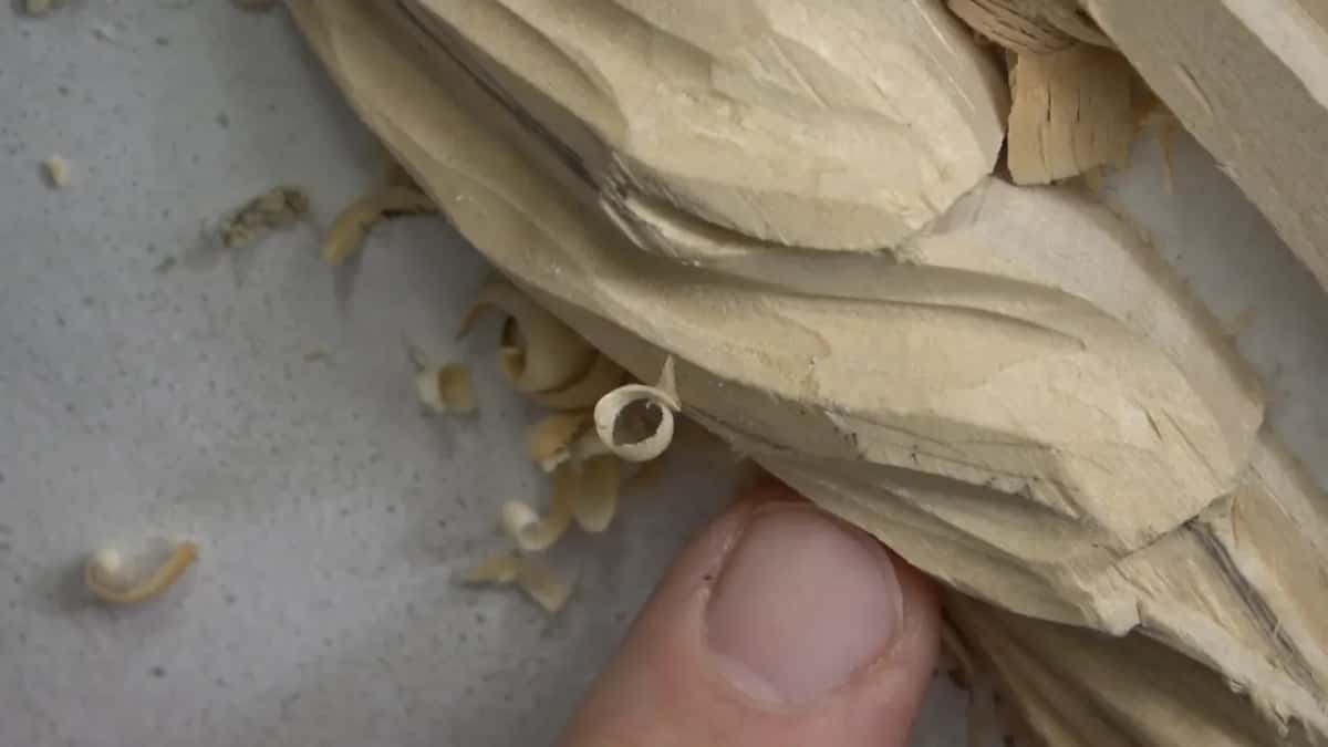 Curled shavings.