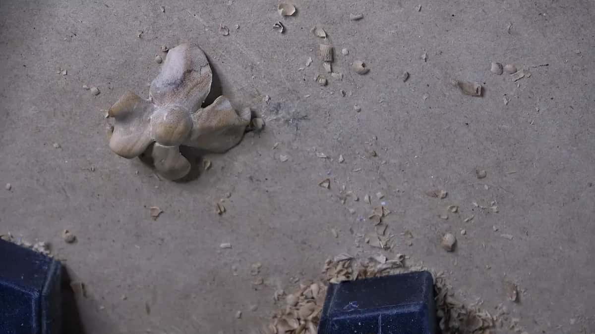 One small olive flower, sanded, lying loose on the bench.
